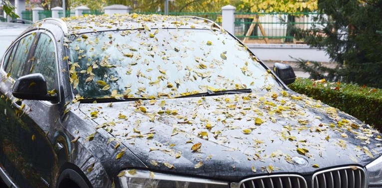 Ima ih više od 5000 vrsta, mogu jako oštetiti auto. Pazite gdje parkirate