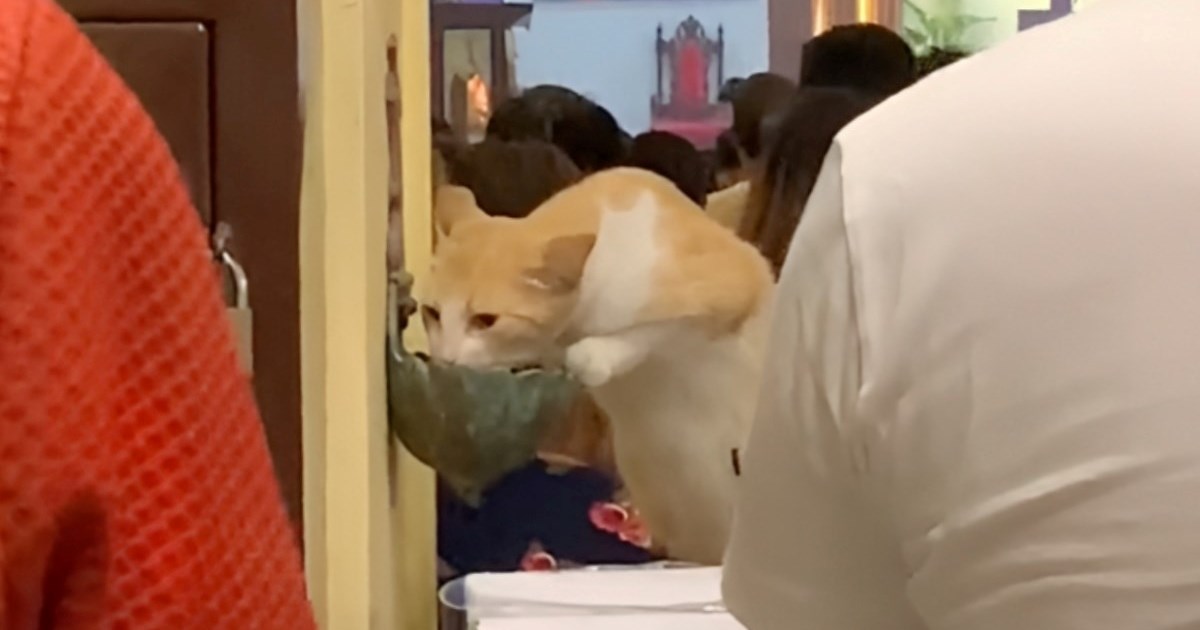 Mačka ušla u crkvu pa se usred mise napila svete vode