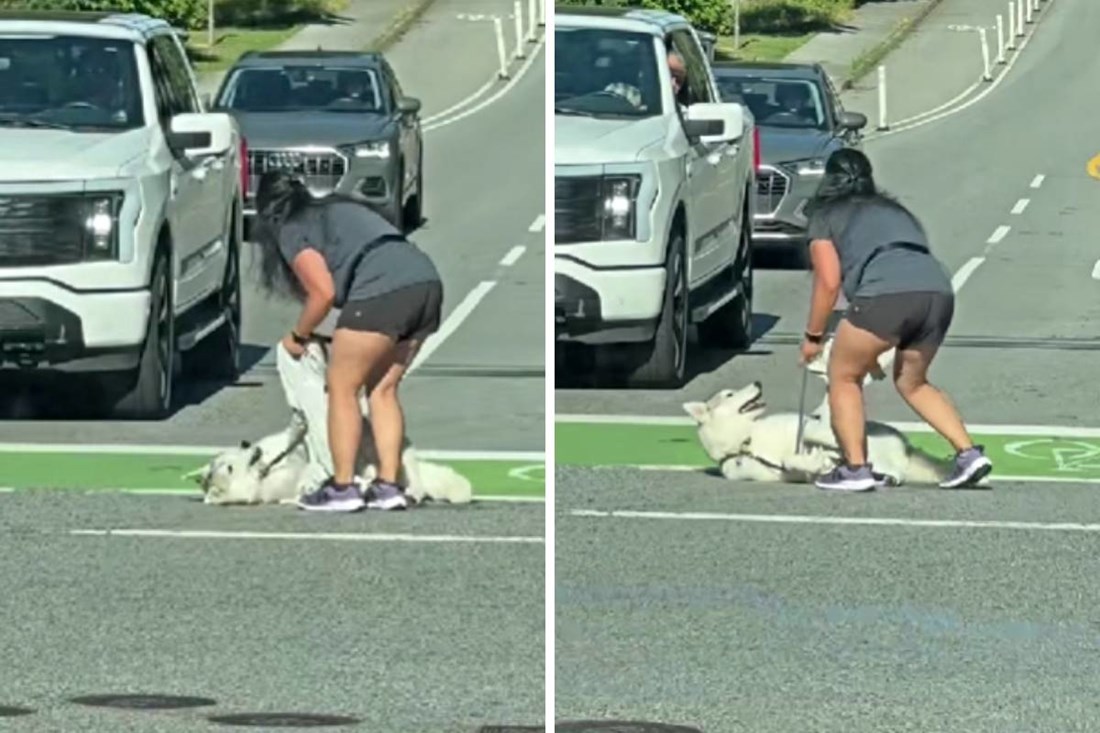 VIDEO Kralj drame: Haski odbio nastaviti šetnju i legao nasred raskrižja