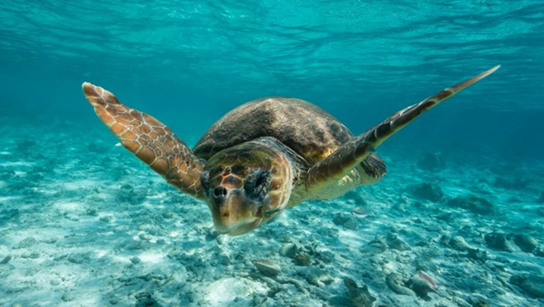 Poznati nalazi obdukcije glavatih želvi uginulih na Dugom otoku