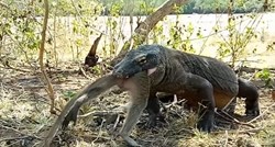VIDEO Uznemirujuća snimka: Komodo varan pojeo živog majmuna u samo 6 zalogaja