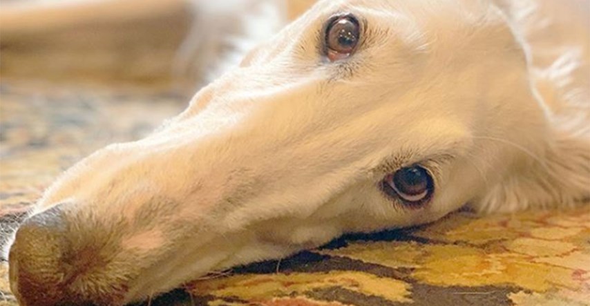 Pas je postao internetska zvijezda zbog svoje neobične njuške