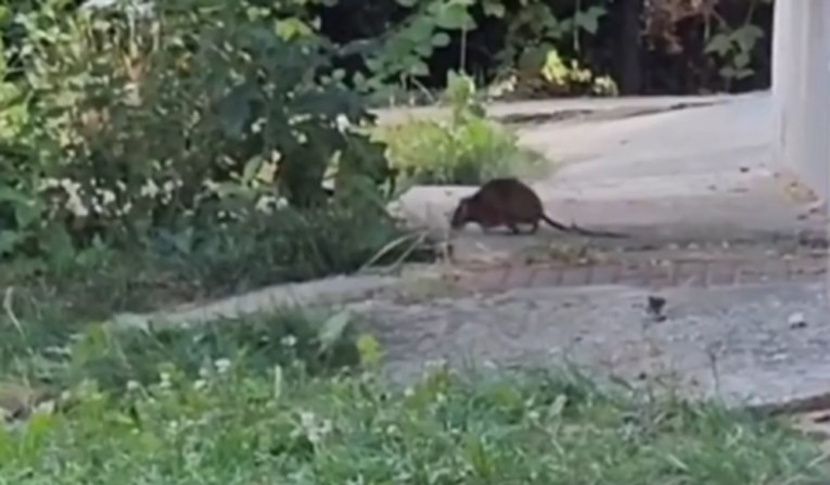 VIDEO Debeli štakori preplavili Sarajevo, pun ih je grad. Šire štakorsku groznicu