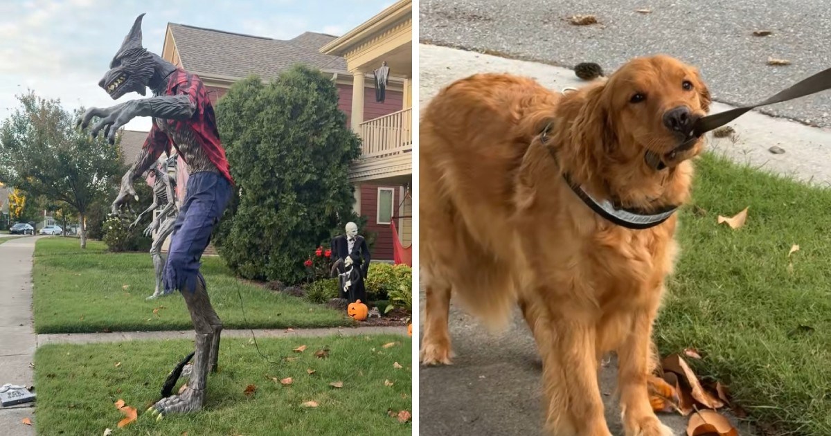 4 milijuna pregleda: Zlatni retriver ima najbolju reakciju na ukrase za Noć vještica