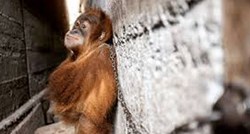 Netko je ovog malog orangutana godinu dana držao na lancima iza kuće