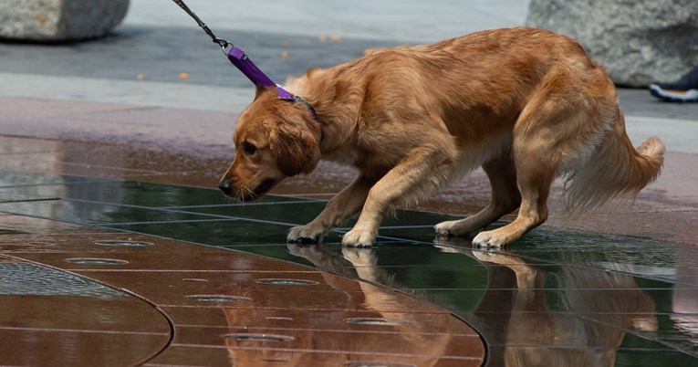 U Hrvatskoj je oko 20 posto neoznačenih i necijepljenih pasa