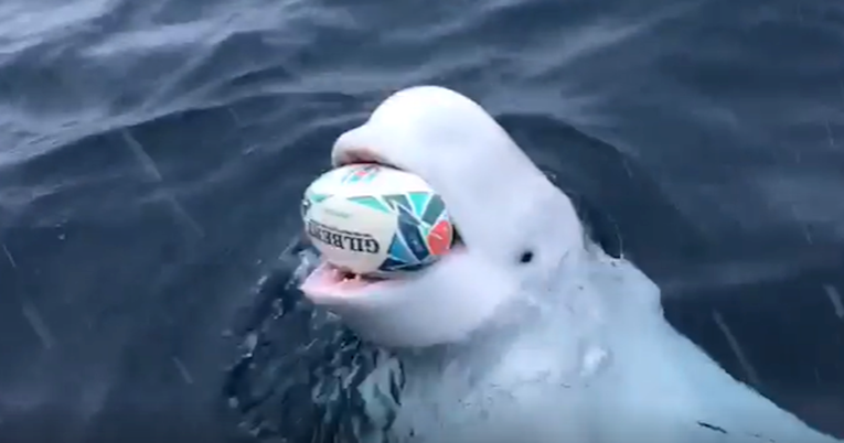 Čudesni beluga kit igrao se s ljudima, oni mu bace loptu, on je vrati