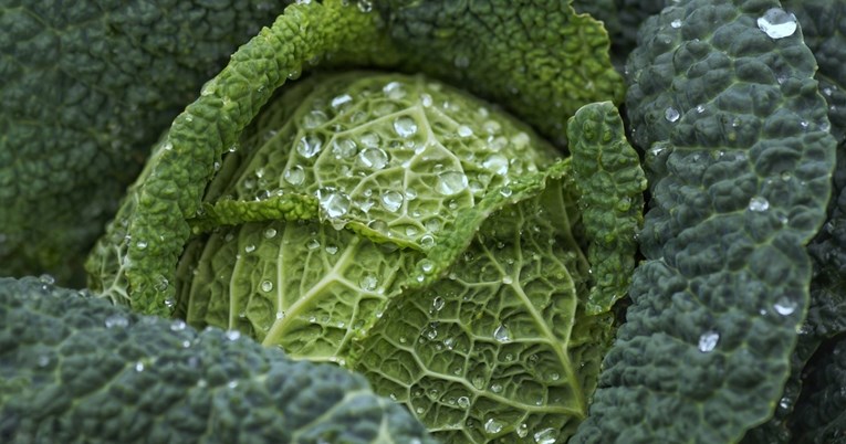 Osam vrsta lisnatog povrća koje nutricionisti smatraju važnima za imunitet i zdravlje