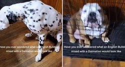 Vlasnik u viralnom videu pokazao kako izgleda mješanac dalmatinera i buldoga
