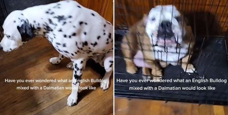 Vlasnik u viralnom videu pokazao kako izgleda mješanac dalmatinera i buldoga