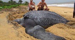 Najveća morska kornjača izronila iz oceana i zapanjila sve oko sebe