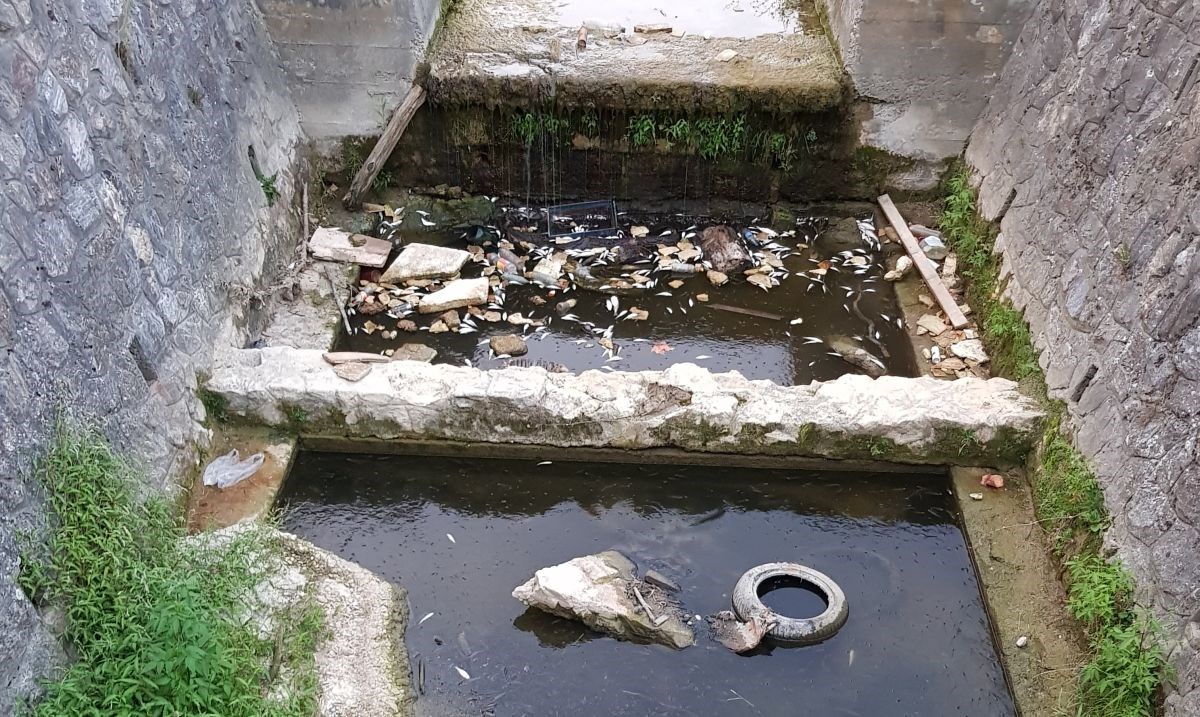 Još se ne zna zašto su pomrle ribe u potoku Vuger, inspekcija uzela uzorak vode