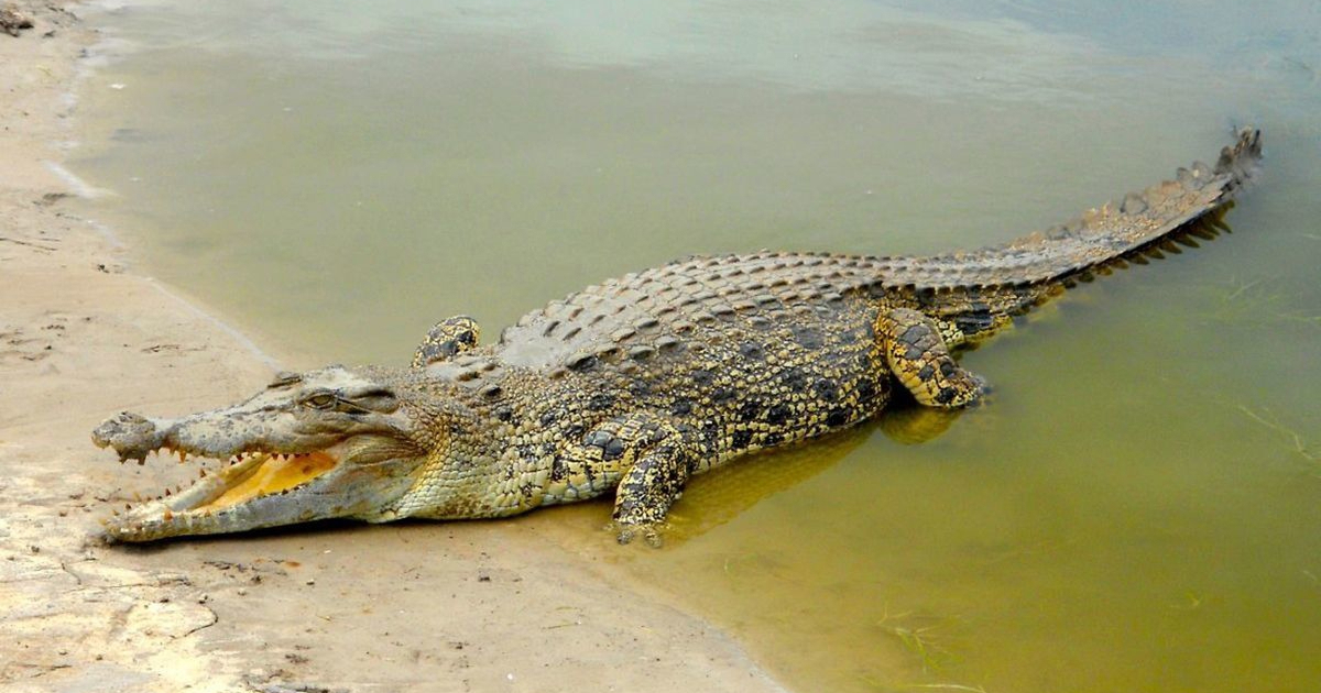 Indija planira slati krokodile i otrovne zmije na riječnu granicu s Bangladešom