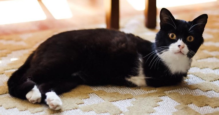Priča o mačku s dvije noge raznježila ljude: "Doživio je teške traume"