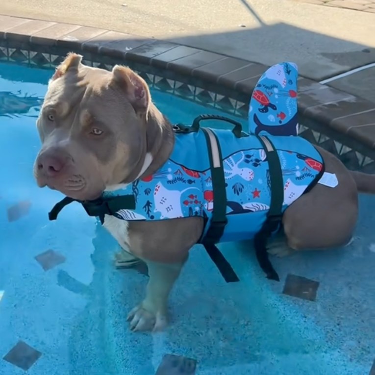 Pas se "posvađao" s vlasnicom jer se boji skočiti u vodu, video je hit