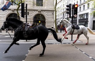 VIDEO Dva konja lutala centrom Londona. Jedan kao da je prekriven krvlju