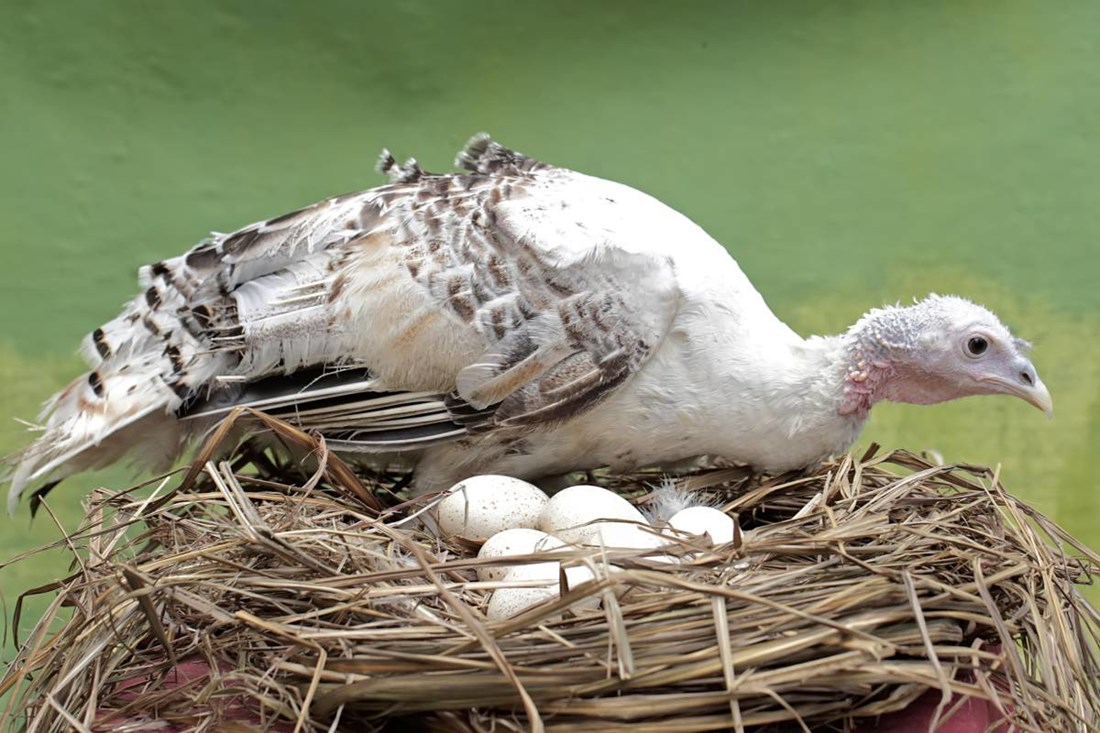 Razlog zašto ne jedemo pureća jaja mogao bi vas iznenaditi