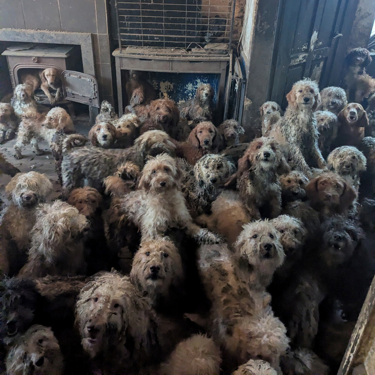 Britansku udrugu optužili da je objavila AI fotografije pasa. "Nismo, ovo je stvarno"