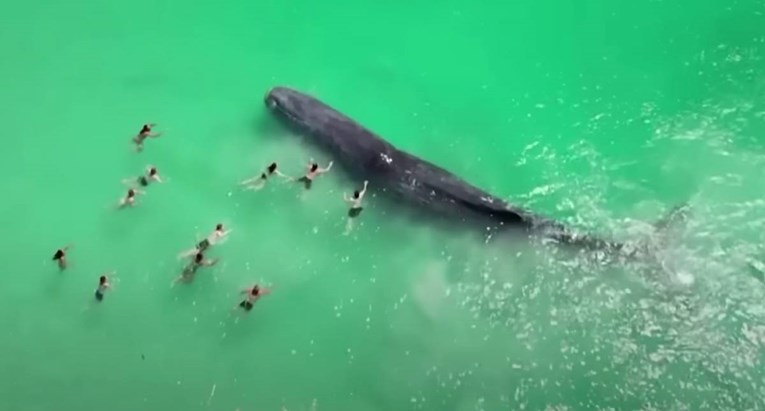 Kod plaže u Australiji snimljen kit okružen ljudima. Poslije se nasukao i uginuo
