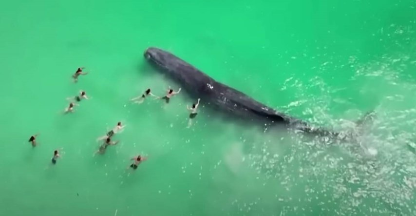 Kod plaže u Australiji snimljen kit okružen ljudima. Poslije se nasukao i uginuo
