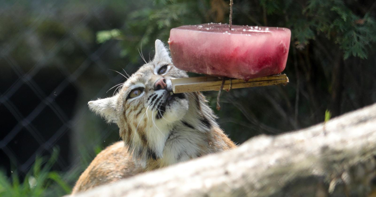 FOTO Ovako se osvježavaju životinje u osječkom Zoološkom vrtu