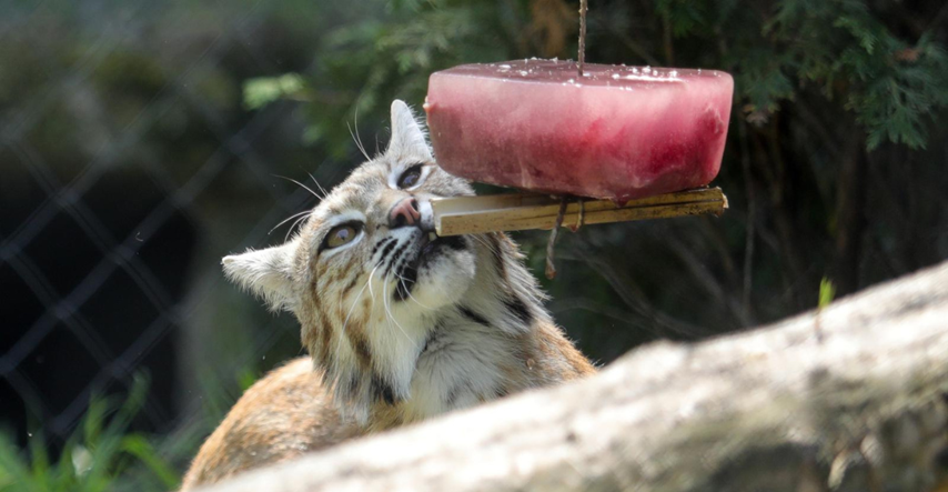 FOTO Ovako se osvježavaju životinje u osječkom Zoološkom vrtu