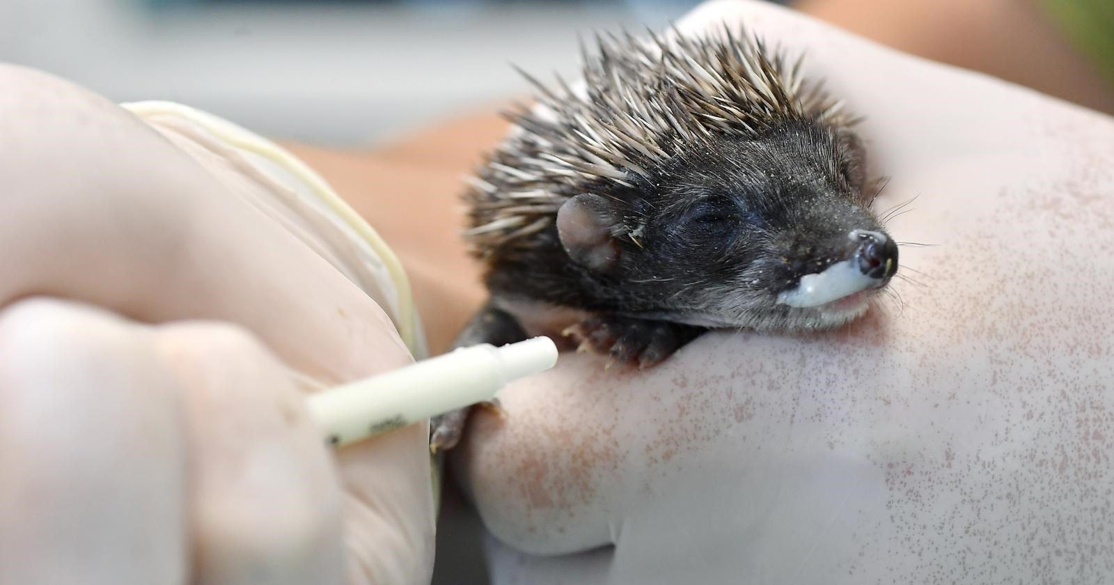 Ježići iz Dubrave kojima je uginula mama oporavljaju se u veterinarskoj ambulanti