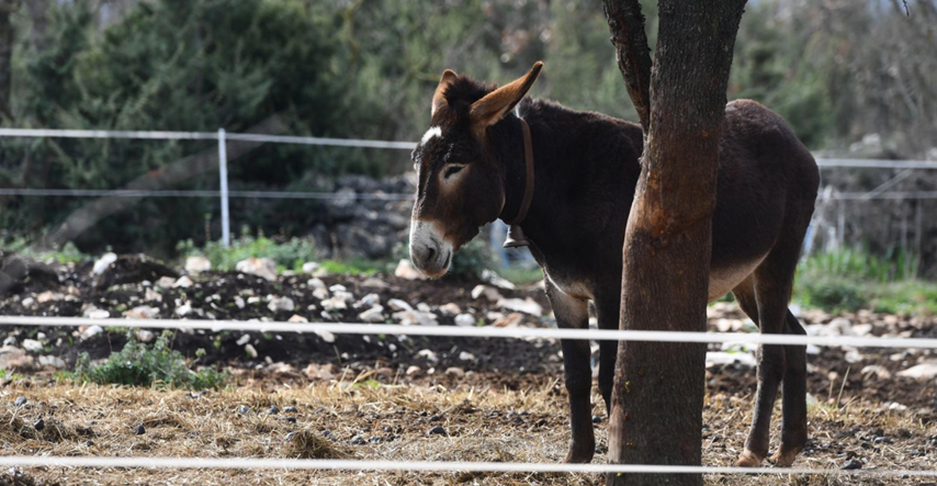 FOTO Pogledajte preslatke magarce na farmi kod Šibenika
