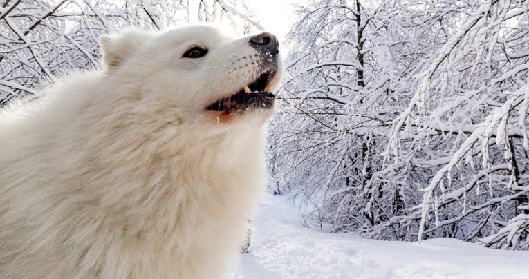 FOTO Preslatki samojed "uhvaćen" kako uživa u snijegu na putu do Snježnika