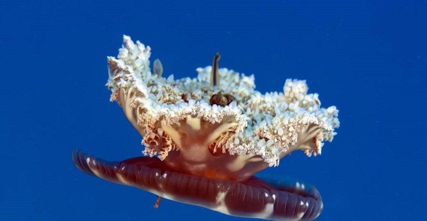 Studija: Pazite, ova meduza vas može opeći a da vas ne dodirne