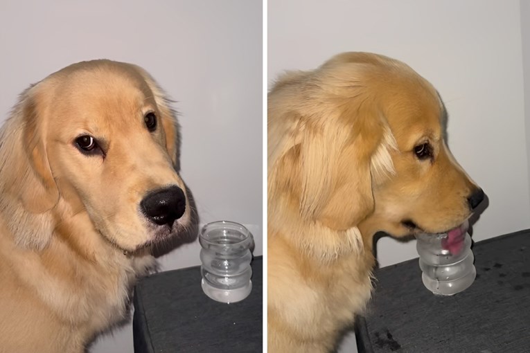 Zlatni retriver uhvaćen kako krade vodu vlasnici iz čaše 😅
