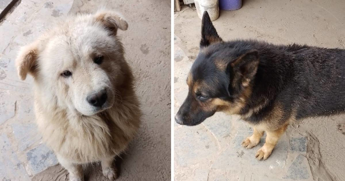 Medo i Garo traže novi dom. Njihov vlasnik se o njima više ne može brinuti