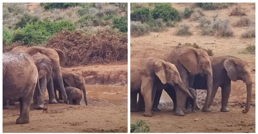 Slonić pao u blatnu vodu na pojilištu u Južnoj Africi, obitelj slonova ga spašavala
