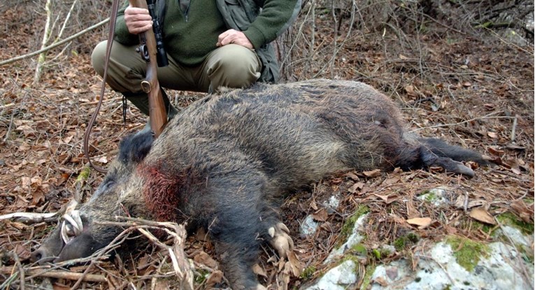 Na otoku Krku ubijeno 1600 divljih svinja i dvostruko više čagljeva nego lani