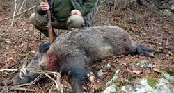 Na otoku Krku ubijeno 1600 divljih svinja i dvostruko više čagljeva nego lani
