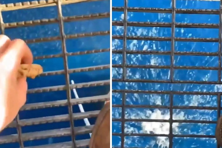 VIDEO Bacio je komadić hrane s naftne platforme, prizor iz oceana zgrozio je internet