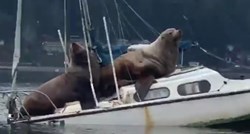 Bivši američki nogometaš snimio nevjerojatan prizor, morski lavovi plovili brodom