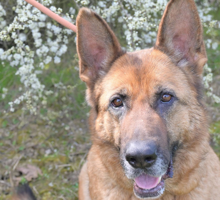 Tužna Rea ostala je bez doma, možete li joj pomoći?