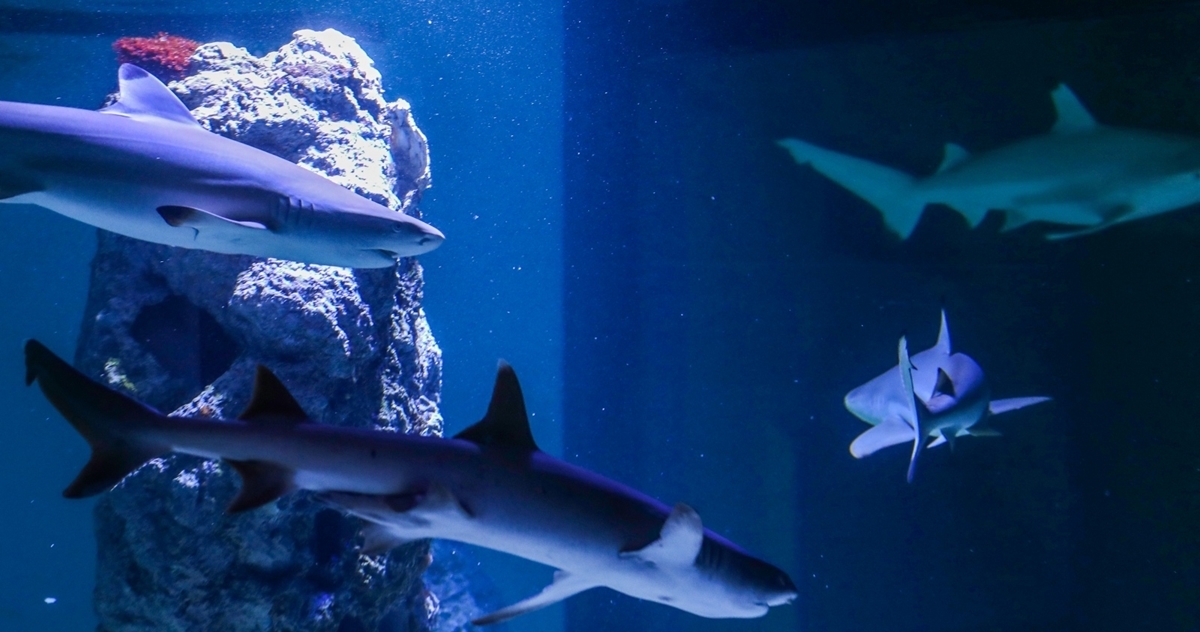 Morski psi, meduze... Pulski aquarium sadrži više od 200 različitih vrsta životinja