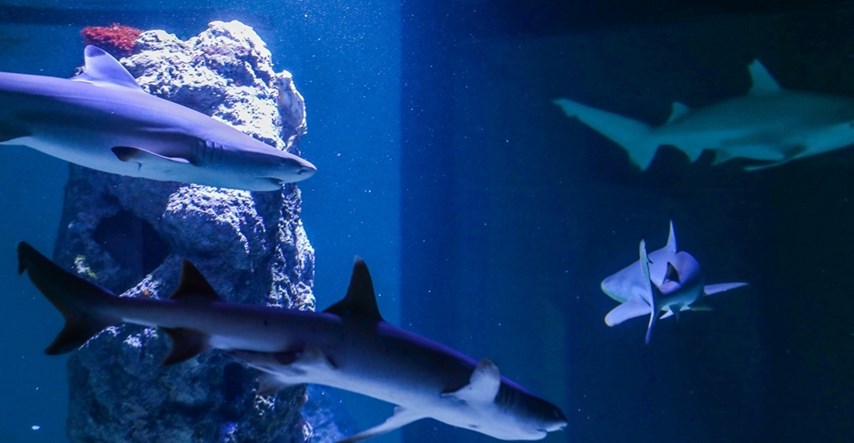 Morski psi, meduze... Pulski aquarium sadrži više od 200 različitih vrsta životinja