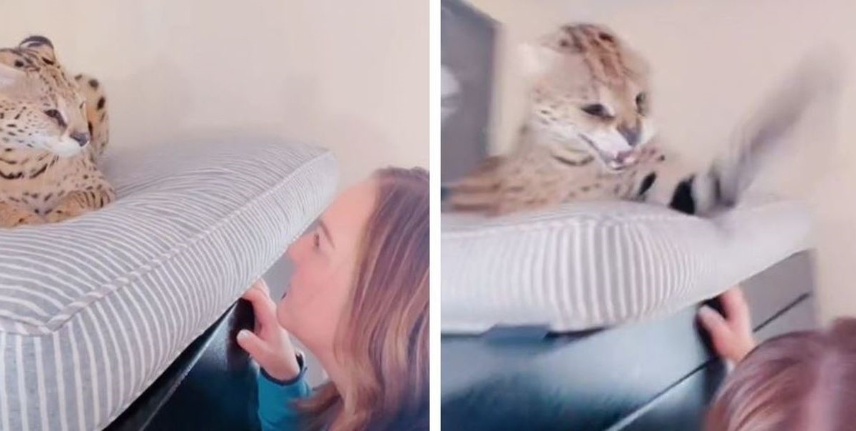 Vlasnica mjauknula na svoju mačku pa zažalila, odmah će vam biti jasno zašto