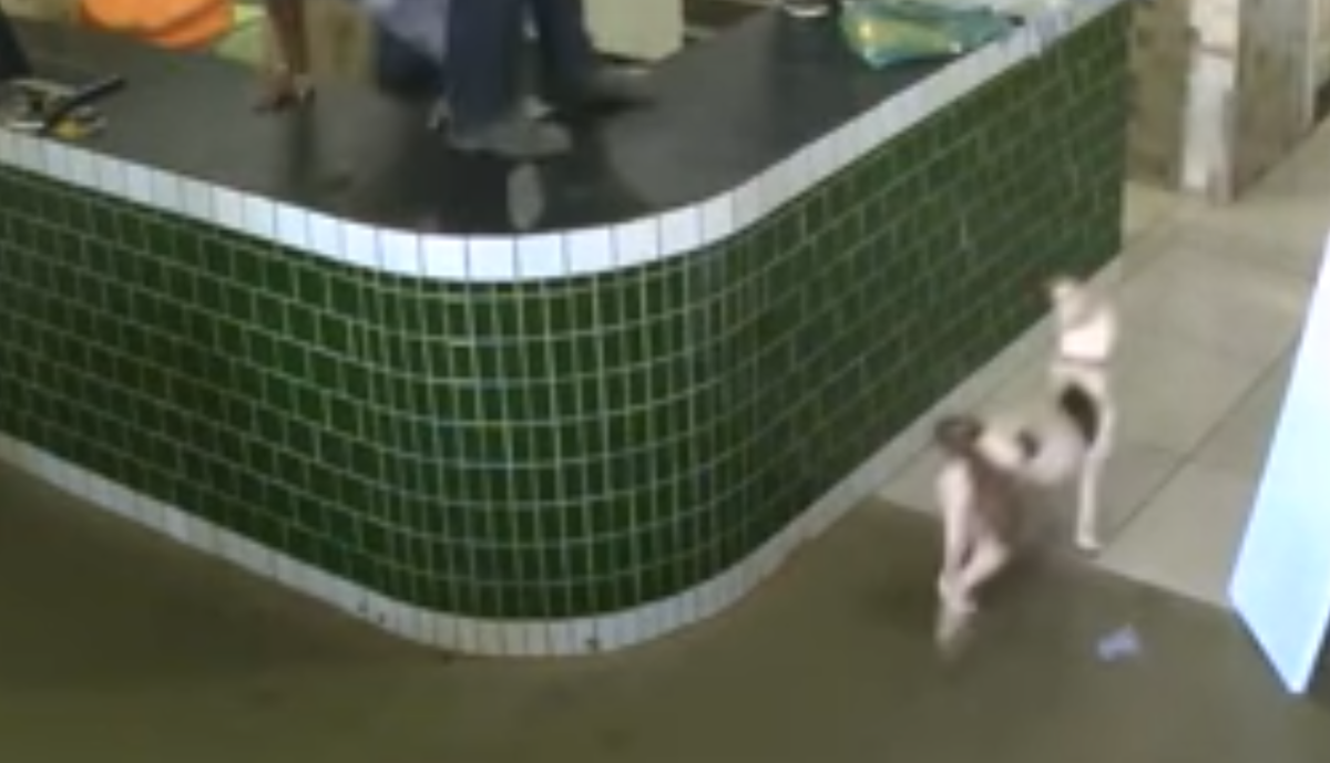 Ovi su se ljudi uplašili "opasnog" pit bula pa postali predmet sprdnje