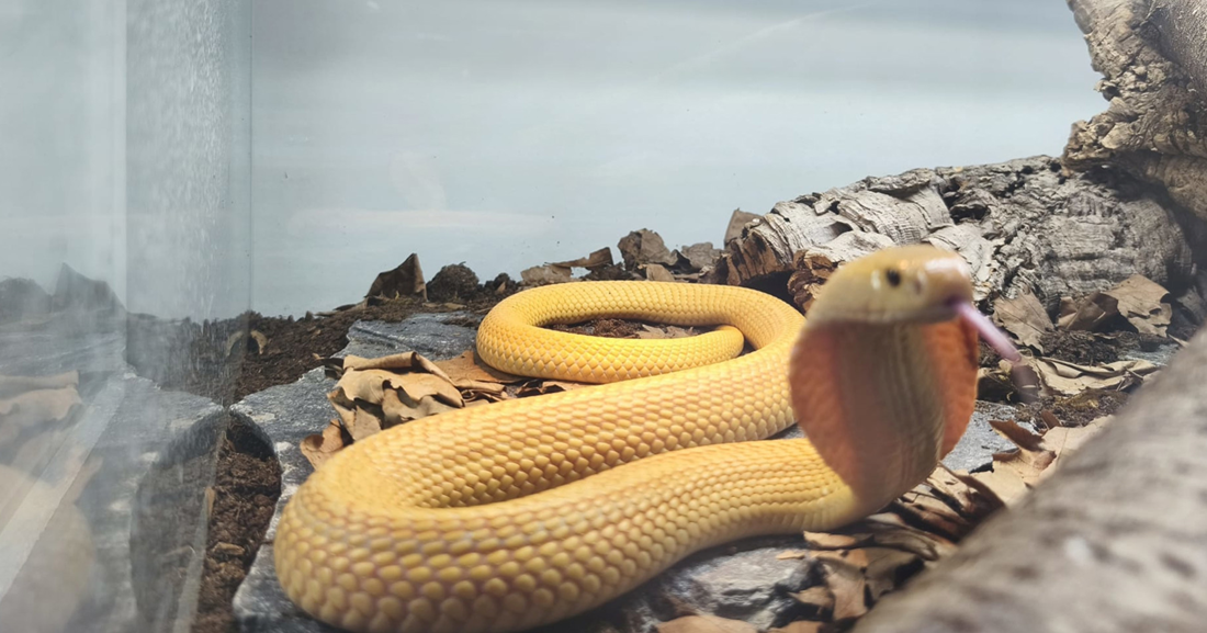 Krijumčarenje divljih vrsta: U Dumovcu završile dvije kobre i pet čančara