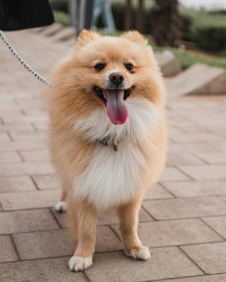 Veterinarka otkriva tri stvari koje su psima potrebne da bi bili sretni