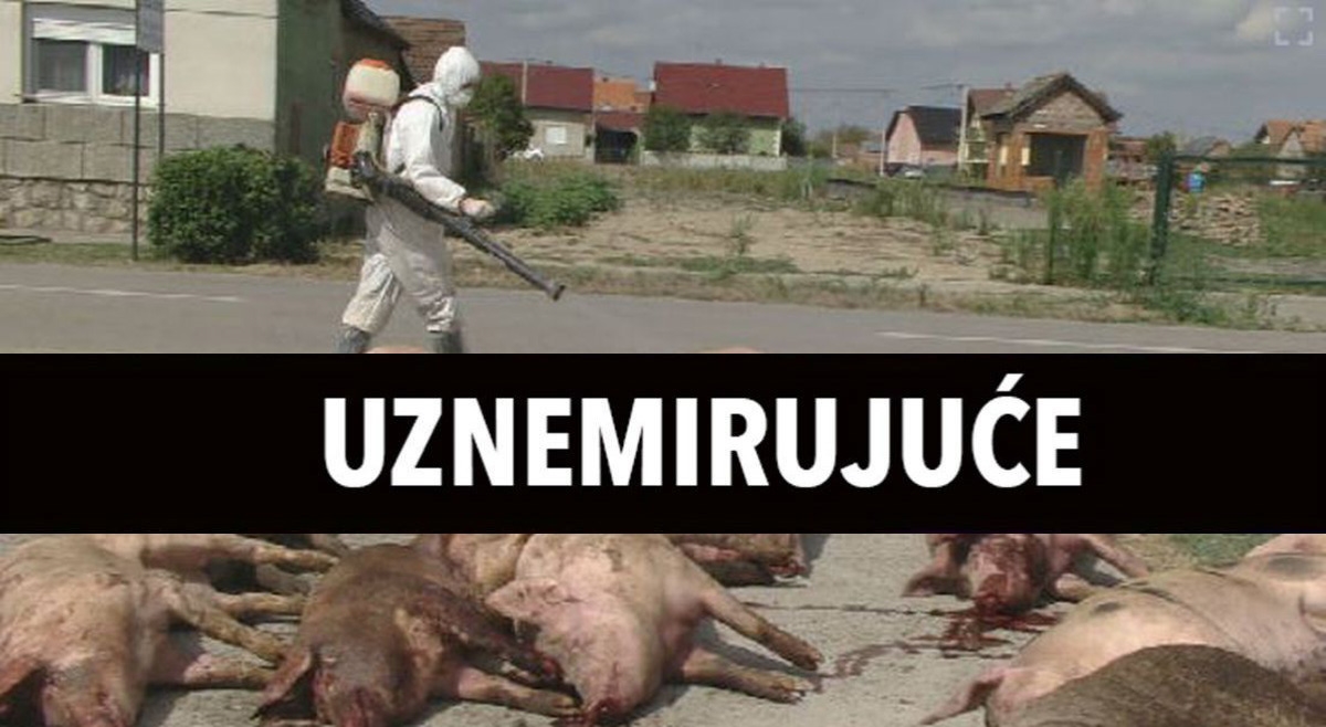 Lešine svinja satima ležale na ulici u Slavoniji. Nakon njih ostala krv