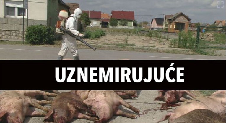 Lešine svinja satima ležale na ulici u Slavoniji. Otkriveno je zašto