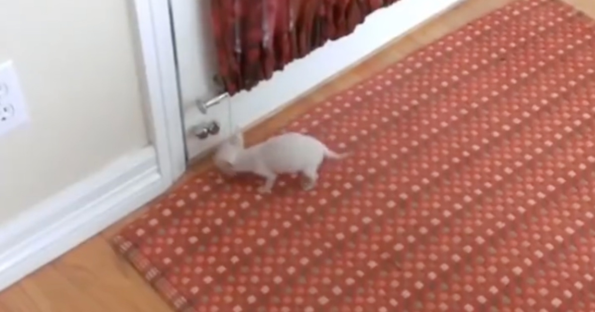 Čivava koristi zvonce na vratima kako bi vlasnike upozorila da mora obaviti nuždu