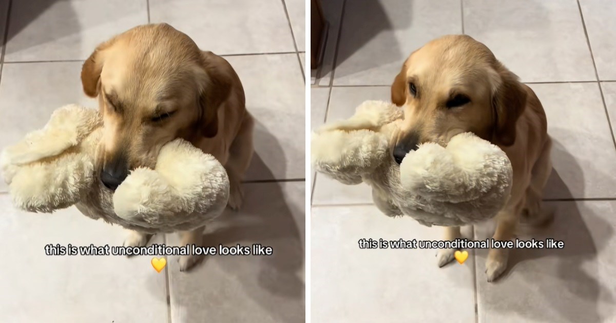 Prizor koji topi srca: Pogledajte način na koji zlatna retriverica dočekuje vlasnike