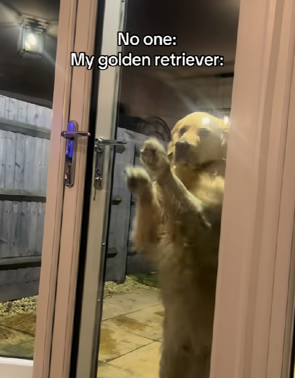 "Kao ljudi nedjeljom kad je dućan zatvoren": Retriver nasmijao ljude na TikToku