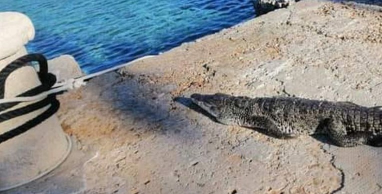 "Ljudi moji zar je i to moguće": Na rivi u Dalmaciji snimljen krokodil